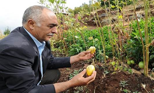 Güney Amerika meyvesini Bingöl'de yetiştirdi