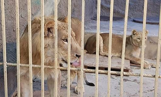 DUHOK – Kafese girip aslanla selfie çekmek isteyen kız...