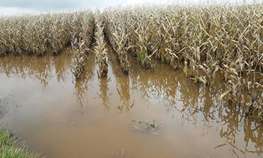 URFA - Çiftçiler yağışlardan dolayı mağdur oldu