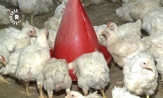 Poultry: A booming industry in Kurdistan Region