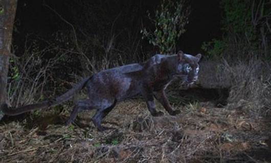 Afrika'da 100 yıl sonra siyah bir leopar görüntülendi