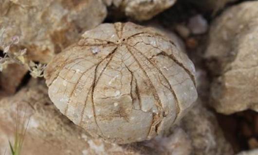 Adıyamanlı çoban 85 milyon yıllık fosil buldu