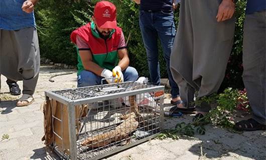 Urfa'da çöl varanı bulundu