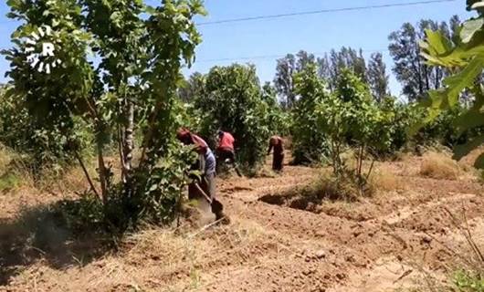 Encûmena Sivîl a Reqayê dest bi projeyeke çandina daran kir