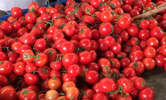 Kürdistan hükümeti domates üzerindeki yasağı kaldırdı