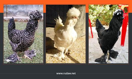 Kürdistan’da yeni tavuk cinsi bulundu