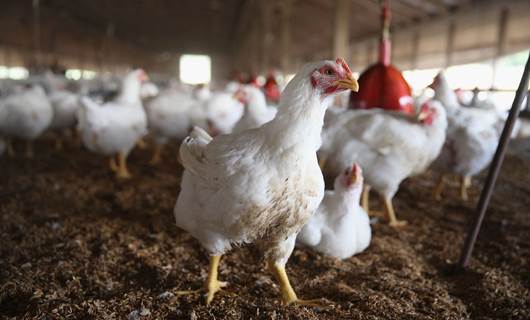 Iraq protests, cheap imports take toll on local poultry farmers
