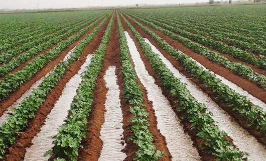 Diyarbakır, Urfa ve Mardin tohum desteği kapsamına alınmadı