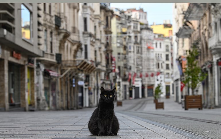A stray cat stays on empty Istiklal street, the main shopping center of Istanbul, on April 19, 2020, as Turkish government announced a two-day curfew to prevent the spread of the epidemic COVID-19 caused by the novel coronavirus. Photo: Ozan Kose/ AFP