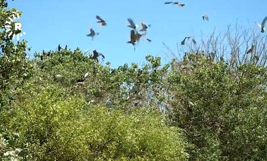 Dukan Gölü bölgesindeki yüzlerce kuş türü bu yıl göç etmedi