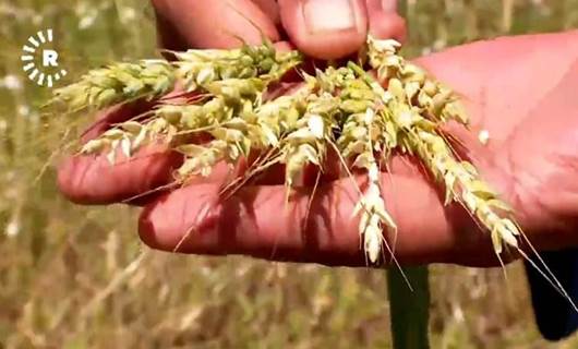 Diyarbakır’da çiftçileri dolu ve fırtına vurdu