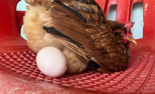 Mardin’de rahatına düşkün tavuk sandalyeye yumurtluyor