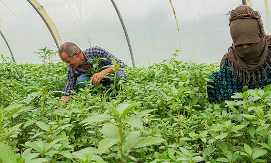 سەوزەیەکی هەزار ساڵە لە کەمپی دارەشەکران بەرهەمدەهێنرێت