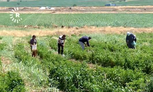 Urfa’da isot üreticileri piyasa ve fiyatlardan şikayetçi