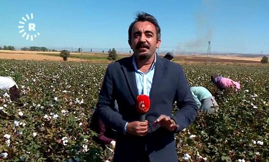 Diyarbakır'da işçiler sıcak havada pamuk topluyor