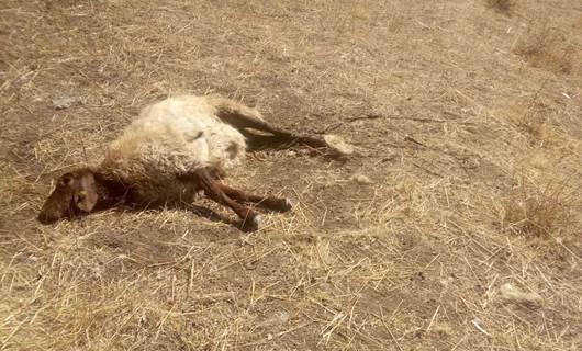 Hakkari’de kurtlar sürüye saldırdı: 30 koyun telef oldu, 50’si kayıp