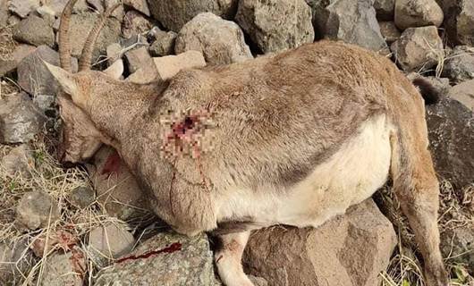Dersim’de avcılar, koruma altındaki yaban keçisini katletti