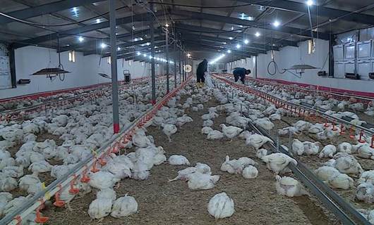 Duhok’ta toplu tavuk ölümleri yetiştiriciler için kâbusa dönüştü