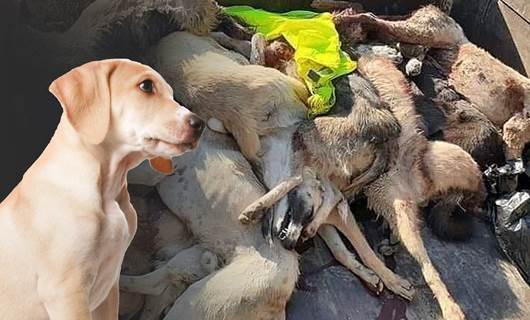 Şengal’de yüzlerce köpek zehir verilip öldürüldü