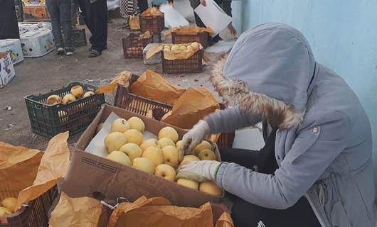 600 هەزار تۆن سێو لە ساردخانەکانی پارێزگای ورمێدا ماوەتەوە