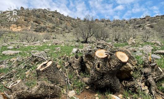 Old oak trees axed, habitat destroyed for illegal charcoal trade