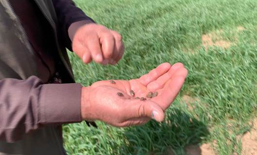 Stink bug infestation threatens Koya wheat crops