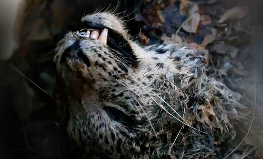 The hunt for Kurdistan’s elusive leopards