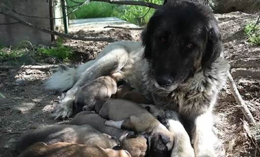 Ankara’da köpeğe tecavüz iddiası hayvanseverleri ayağa kaldırdı