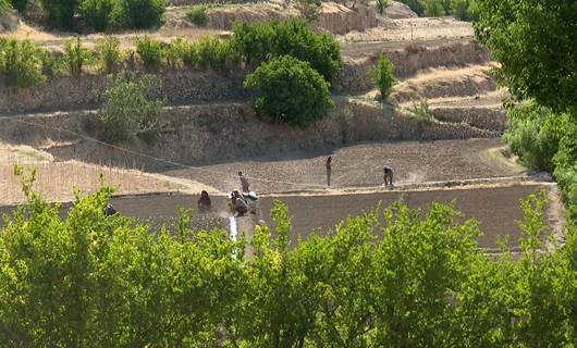 Drought hits Shingal’s farmers