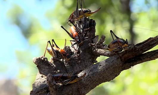 Locust infestation decimates crops in Erbil's Bradost