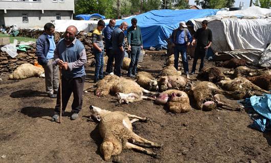 Kars’ta kurtlar sürüye saldırdı: 22 koyun telef oldu, 15'i yaralandı