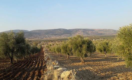 SMO, Efrin’de 1500 zeytin ağacını kesti