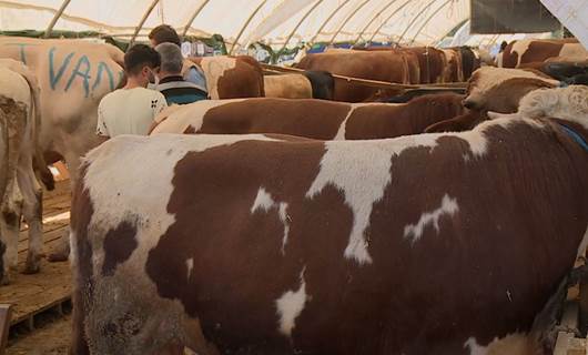 Bazara kirîn û firotina qurbaniyan li Tirkiyê germ