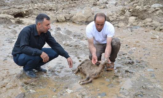 Hakkari'de sel felaketi: 500 küçükbaş hayvan telef oldu