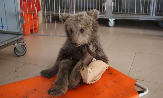 İki bacağı kırık halde bulunan ayı yavrusu Elazığ'da tedavi altına alındı