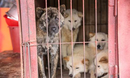 Güney Kore, köpek eti yemeyi yasaklıyor