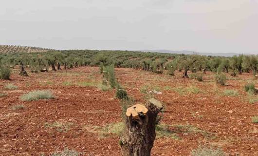 Çekdarên Feyleq el Şam darzeytûnên cotkarên Kurd dibirin