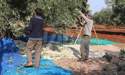 Li Efrînê çekdar bacê li ser cotkarên Kurd ferz dikin