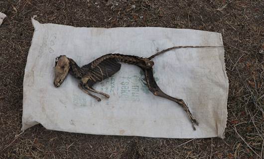 Iğdır’da kazıda bulunan tuhaf hayvan iskeleti araştırılacak