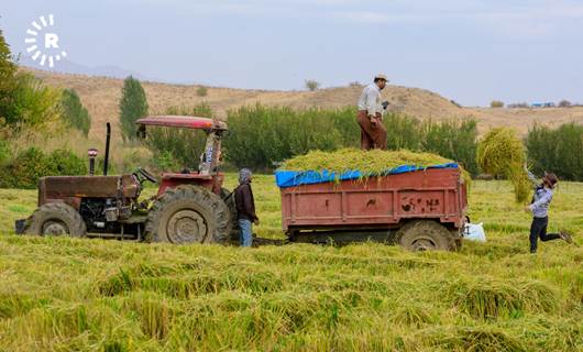 بۆ دووەمجار لە هەرێمی کوردستانەوە برنج هەناردەی وڵاتانی ئەوروپا دەکرێت