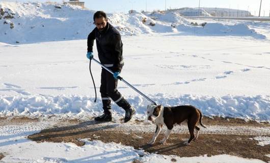 Van'da pitbull cinsi köpekler sokağa terk edildi