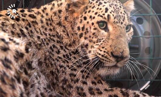 Leopard captured in Zakho, injuring two villagers