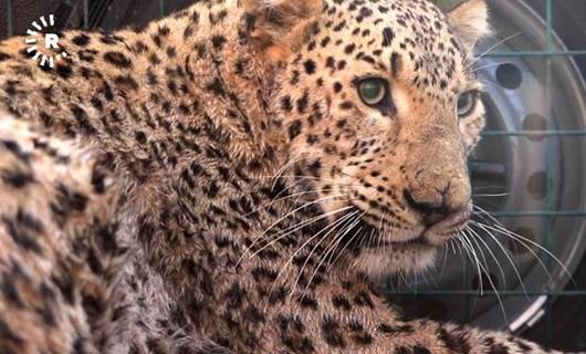 VİDEO - Yaralı bulunan leopar Duhok’ta tedavi ediliyor