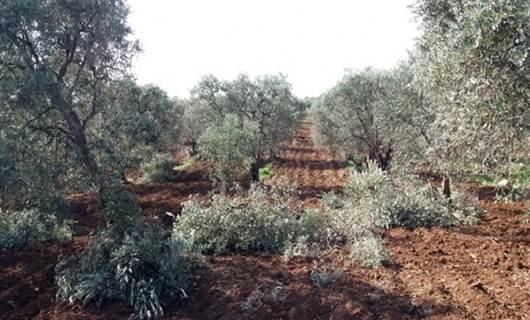 Hamza Tugayı Efrin’de 300 zeytin ağacını kesti
