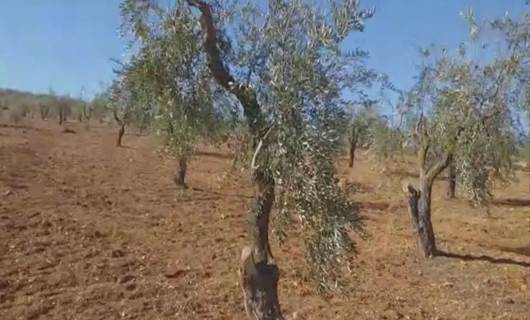 Li Efrînê grûpeke çekdar darên zeytûnan birîn