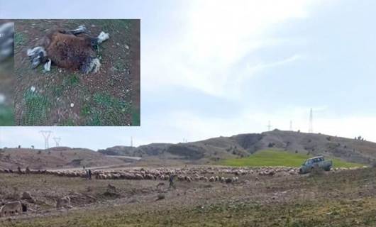 Herekol Dağı’na geçmek isteyen koçerlere engel: 20 koyun öldü