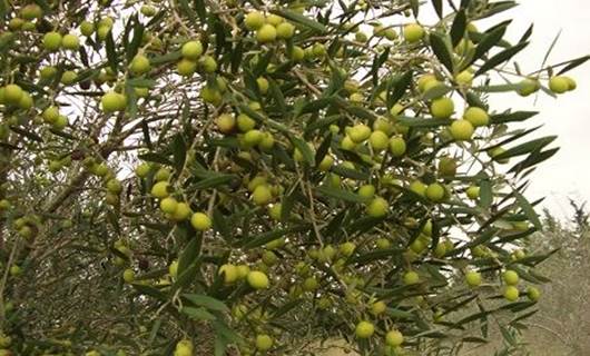 Kürtler’in dikili 1 milyon zeytin ağacı var