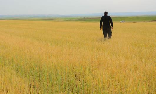 Erbil’de kuraklık nedeniyle ekinler kuruma tehlikesi ile karşı karşıya