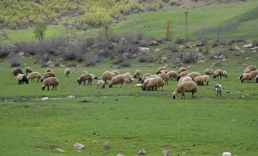 Elazığ'da arazisine giren koyunları engelleyen muhtar, çoban tarafından öldürüldü
