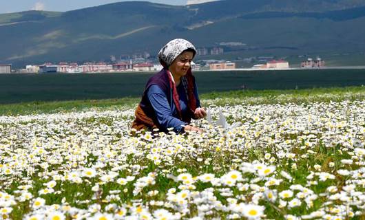 Bi Wêneyan; Sihra bihara Qamûşanê